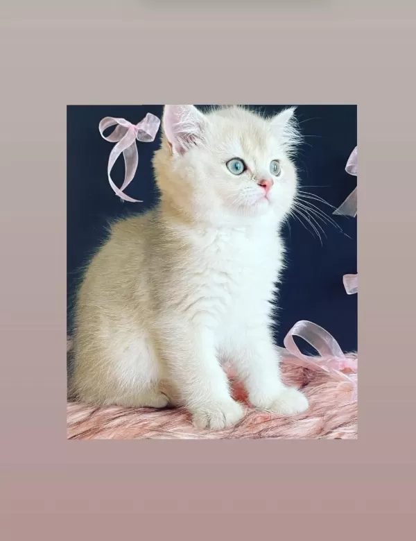 Safkan British Longhair Shorthair Yavrular