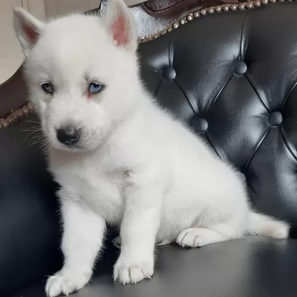 Beyaz Mavi Gözlü Husky Sibirya Yavruları