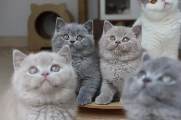 Koca Kafa Baby Face British Shorthair Yavruları