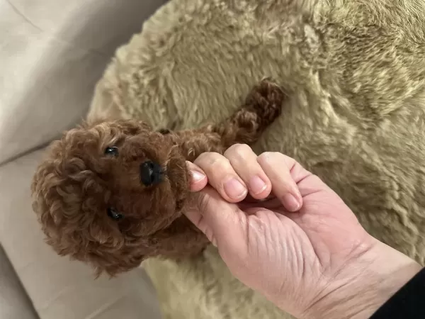 Teacup Premium Poodle Yavrularımız