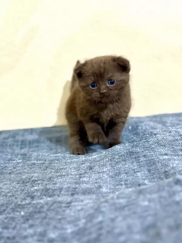 Erkek Çikolata Scottish Fold