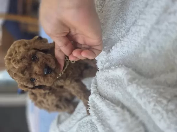 Toy Poodle Teslime Hazır