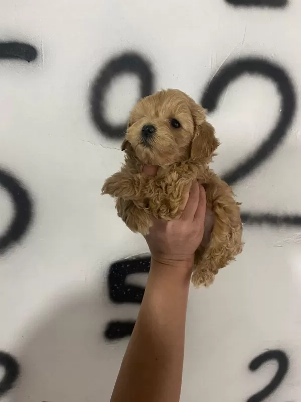 Maltipoo Yavrularım Orijinal Ev Doğumlu