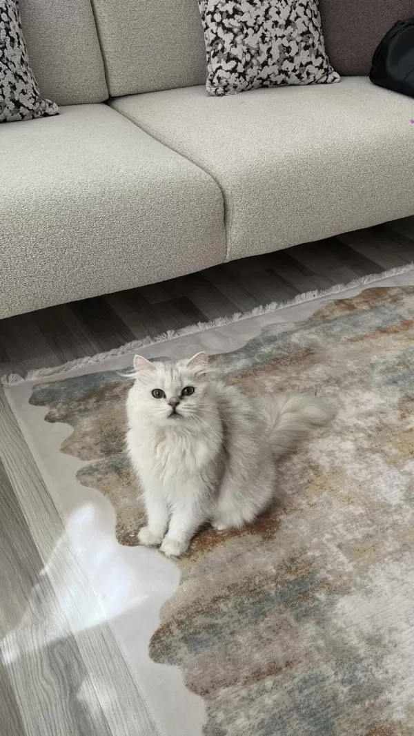 Ücretsiz British Longhair