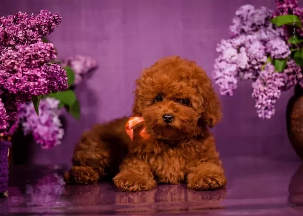 Kore Toy Poodle Yavruları