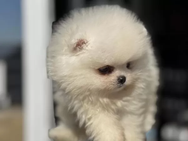 Çok Özel Teddy Face Pomeranian Yavrularımız