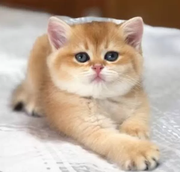 Muhteşem Golden British Longhair Ve Shorthair Yavrular