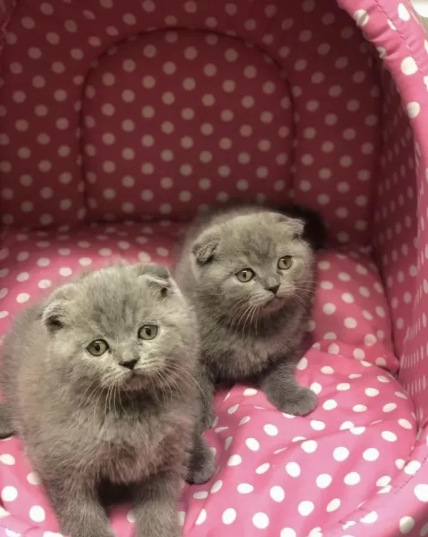 Scottish Fold Yavrularim