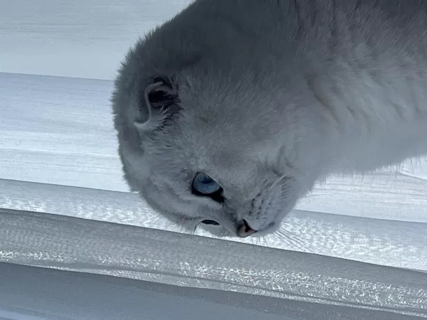 Scottish Fold Blue Point Yavrularımız