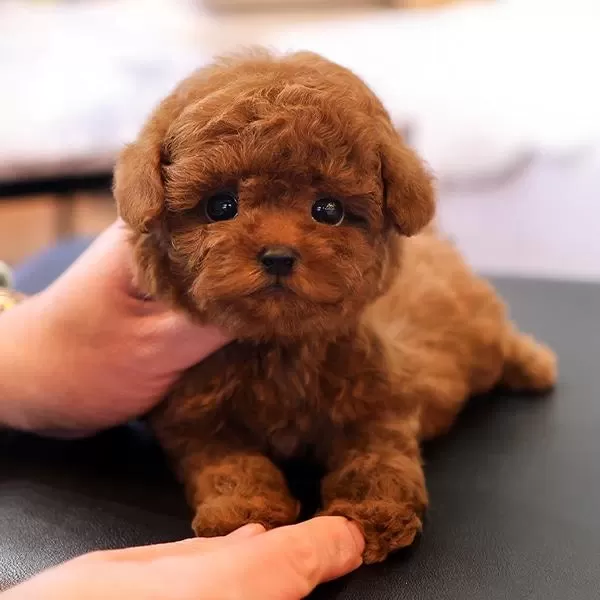 Korean Toy Poodle Yavrularim