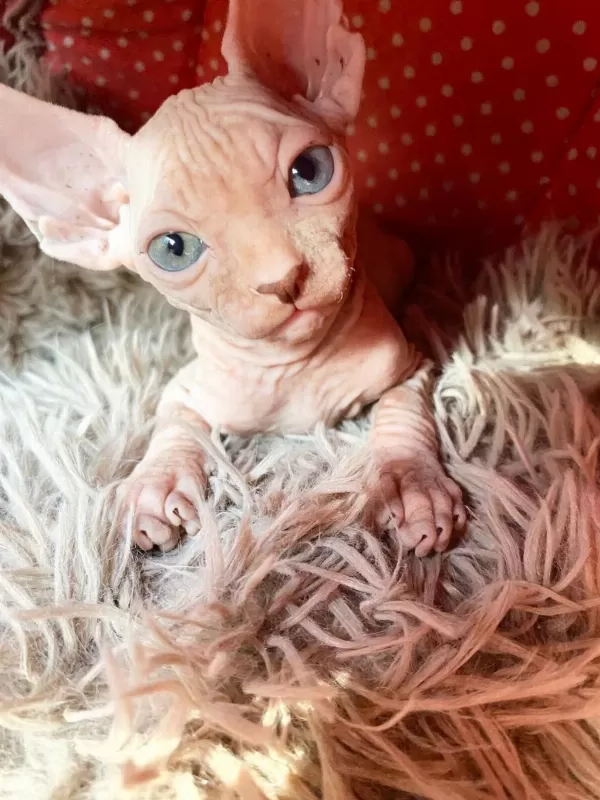 2 Dişi Ve 2 Erkek Odd Eyes Mavi Göz Sfenks