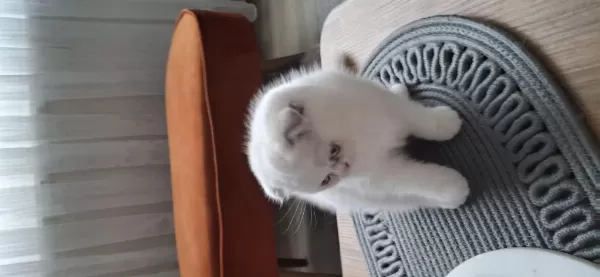 Beyaz Sevimli Scottish Fold Erkek Yavru