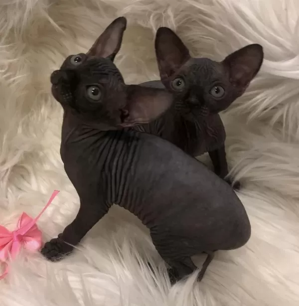 Sphynx Sfenks Dişi Erkek