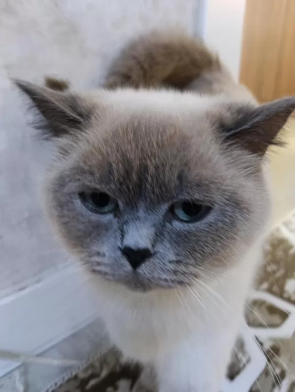 Ücretsiz 1.5 Yaşında British Silver Point Scottish Fold