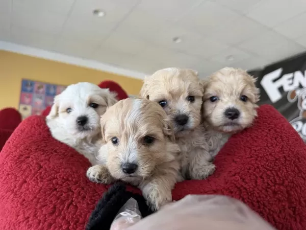 Sinifinin En İyisi Maltipoo Yavrular Ankara Mağazamizda