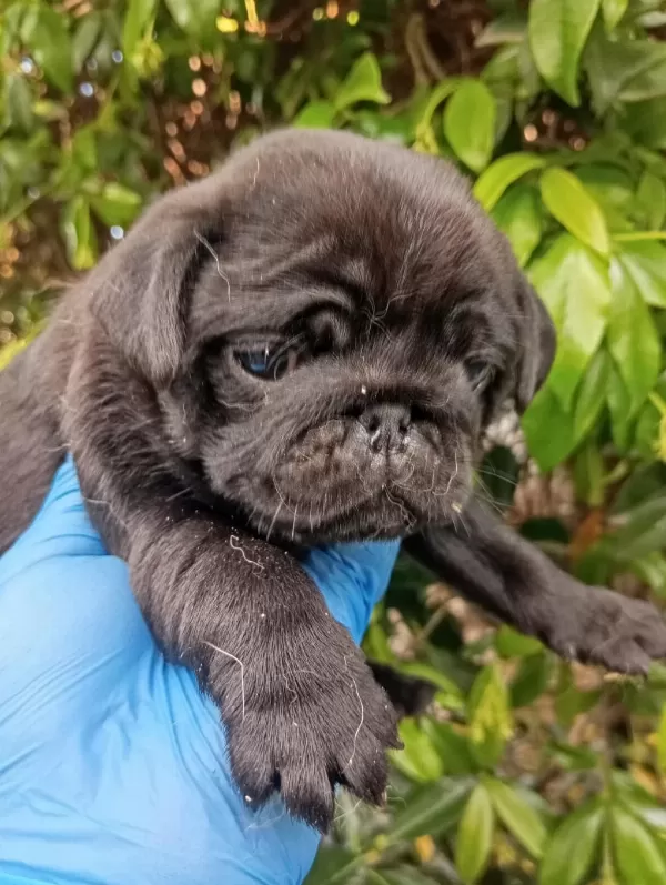 A Kaliteli İrk Ve Sağlik Garantili Pug Mops Bebekler