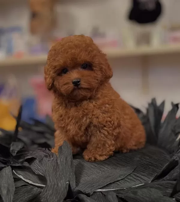 Orjinal Toy Poodle Yavruları