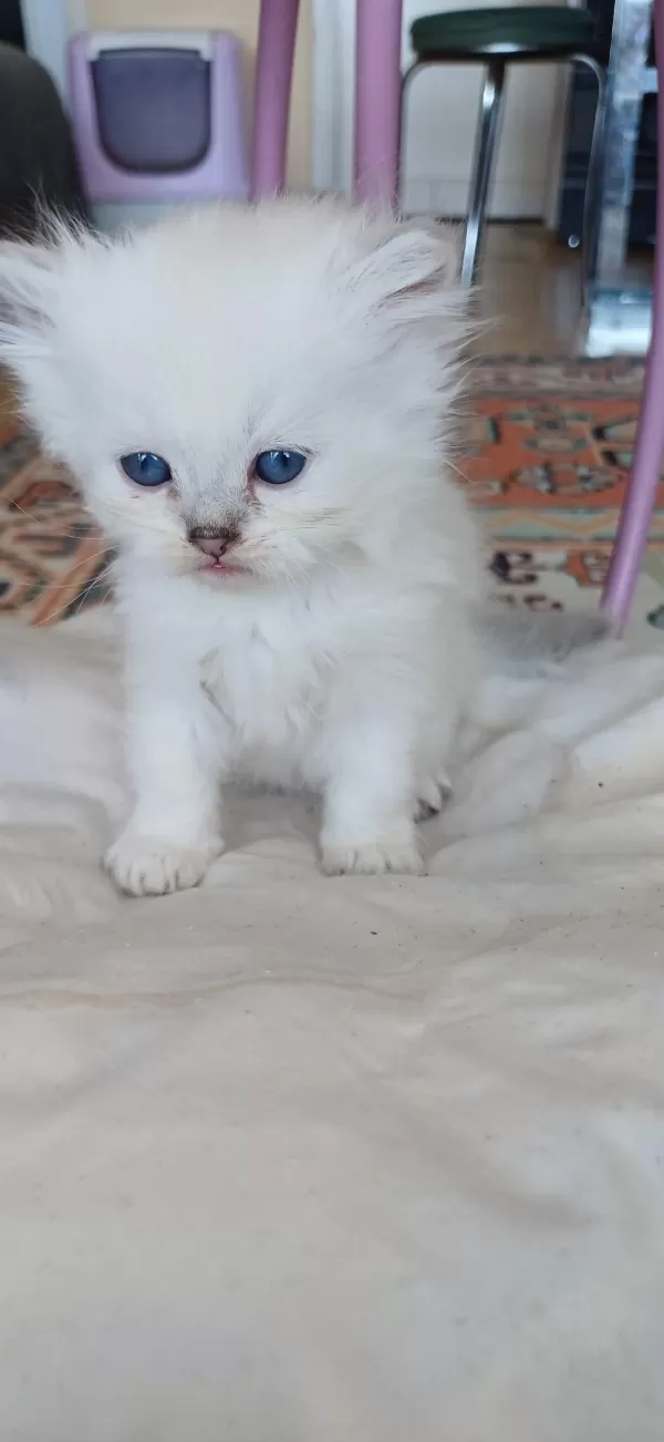 Anne Sütünden Kesilmek Üzere İran Kedisi (persian)