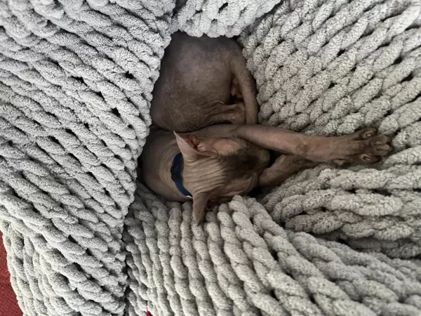 Safkan Erkek Sfenks Kedi