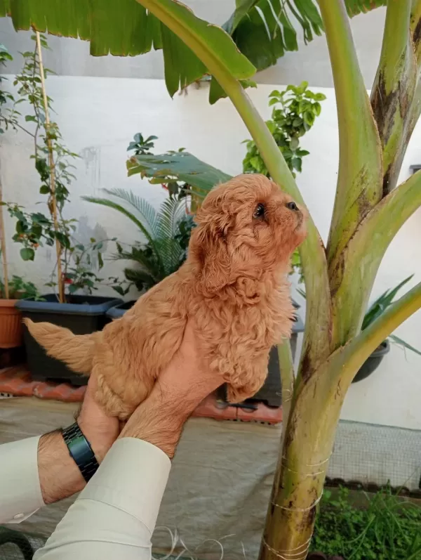 Maltipoo Yavrularımız