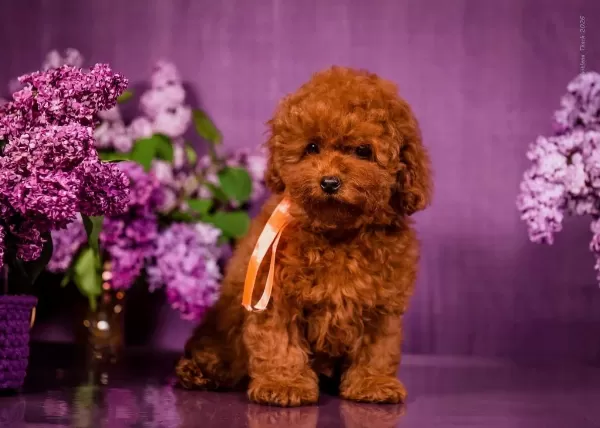 Kore Toy Poodle Yavruları
