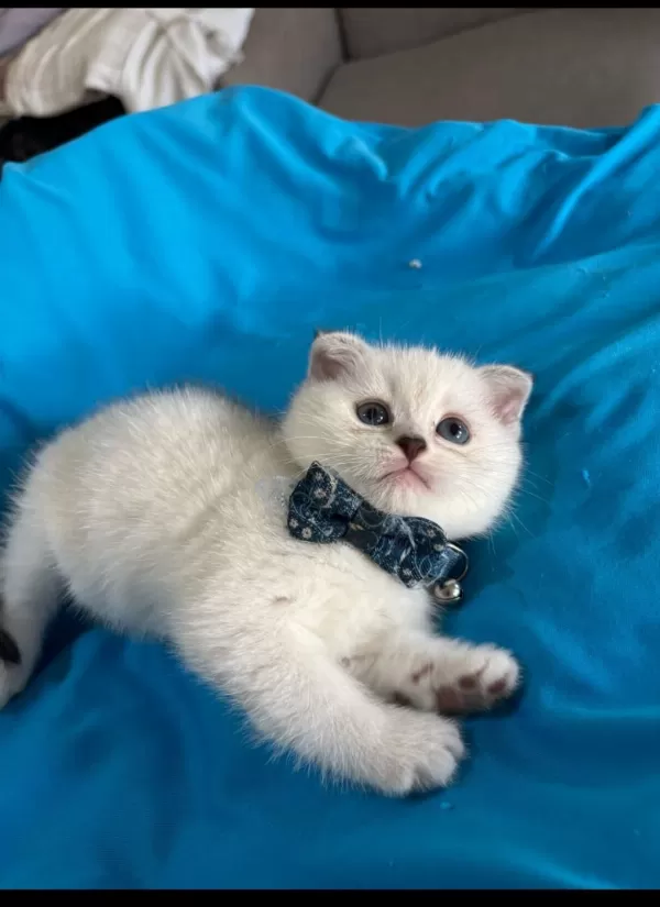 Scottish Fold Erkek Yavrumuza Yuva Uyguna