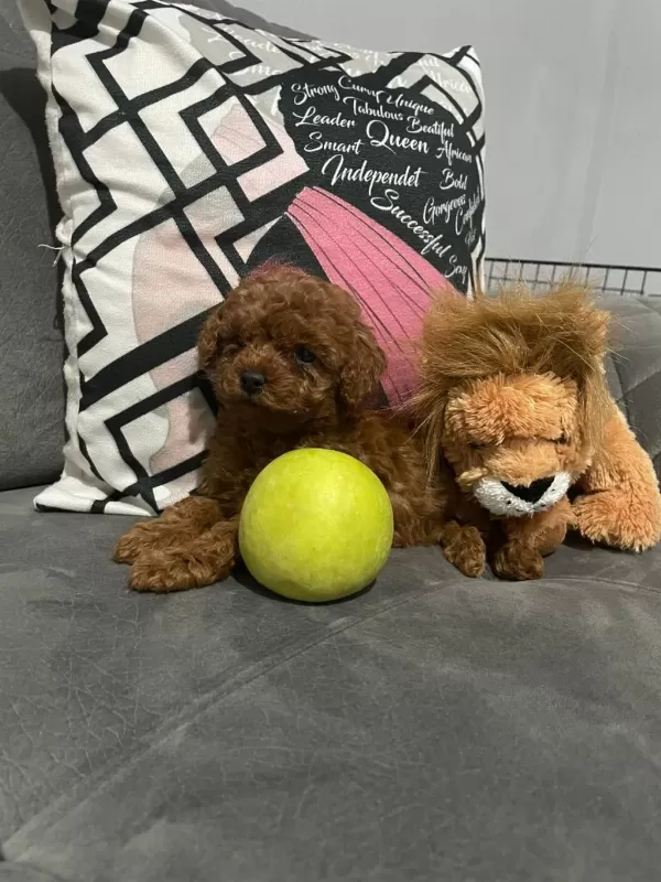 A Kalite Poodle Dişiler