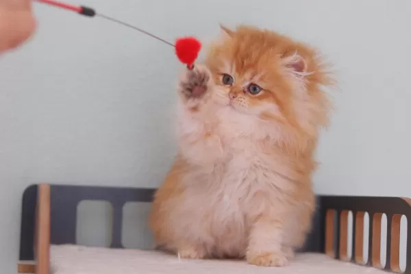 British Longhair Safkan Dişi