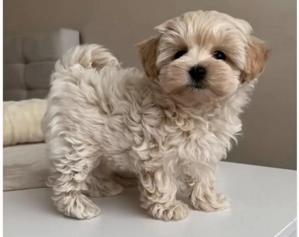Türkiyenin En Özel Maltipoo Yavruları