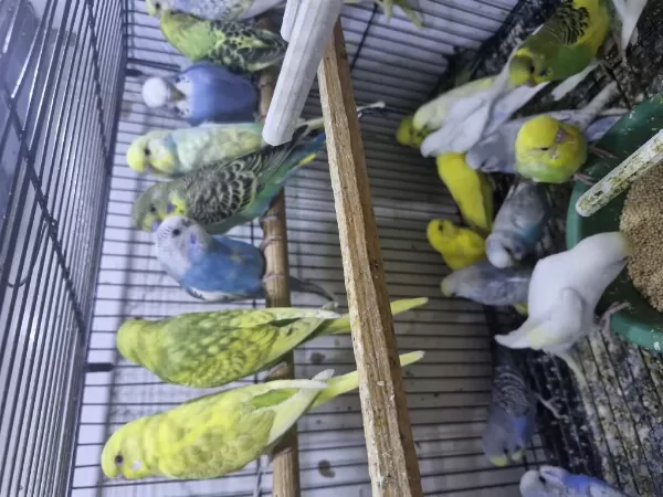 Ele Alışkın Konuşa Bilen Muhabbet Kuşu Yavrular
