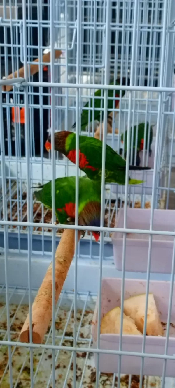 Lori Papağanlar Dişili Erkekli