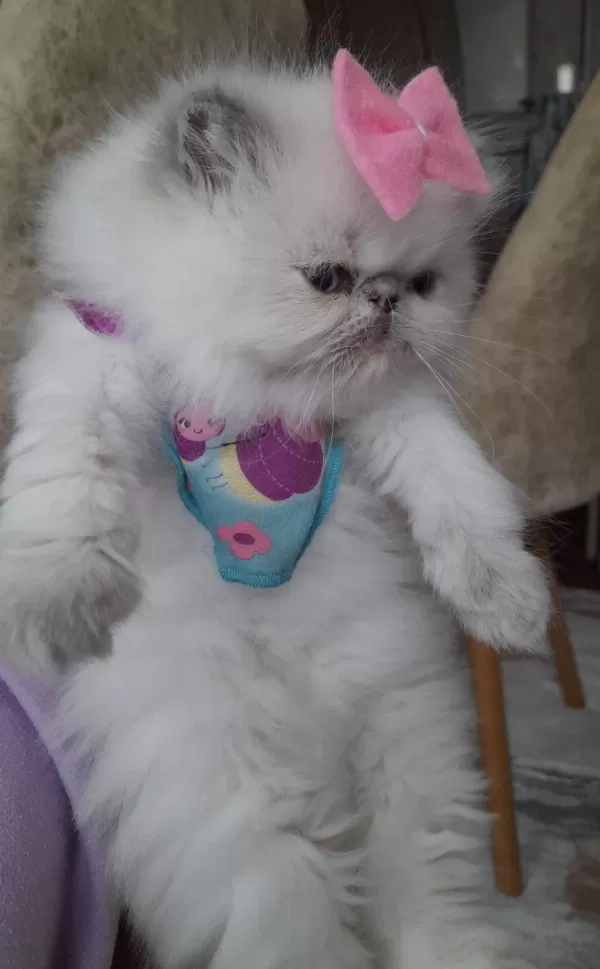 İran Exotic Longhair Bebekler