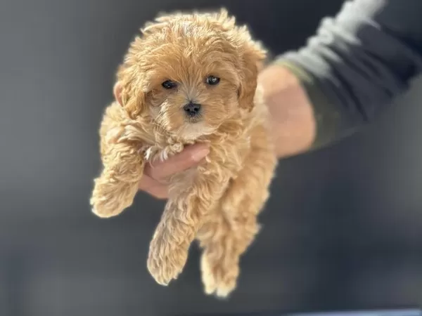 Petmode Köpek Çiftliğinden Kore Tea Cup Maltipoo