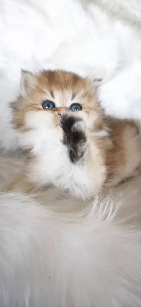 Ny25 Dişi British Longhair