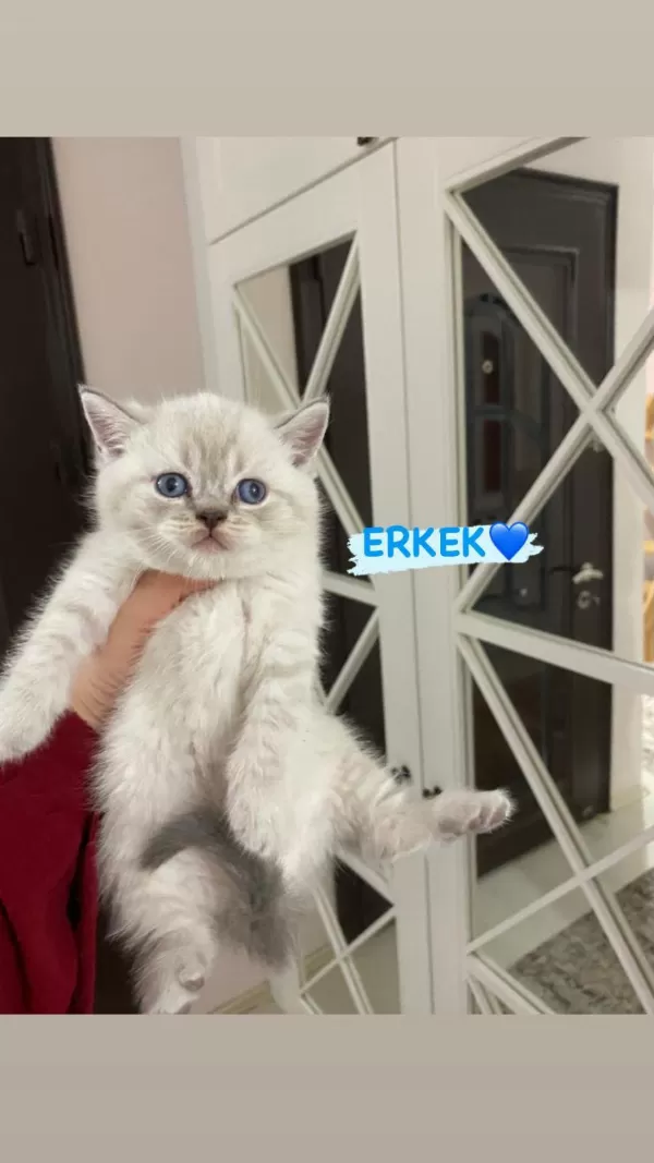 Güzel Bebek Kedilerim