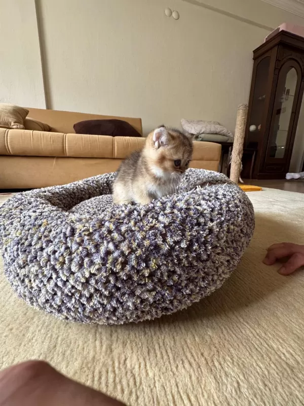 Golden Scottish Fold Dişi Yavrumuz Yeni Yuvasını Arıyor