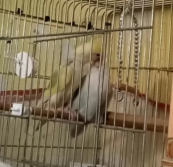 Yüksek Mutasyon Sevda Papağan Takimi