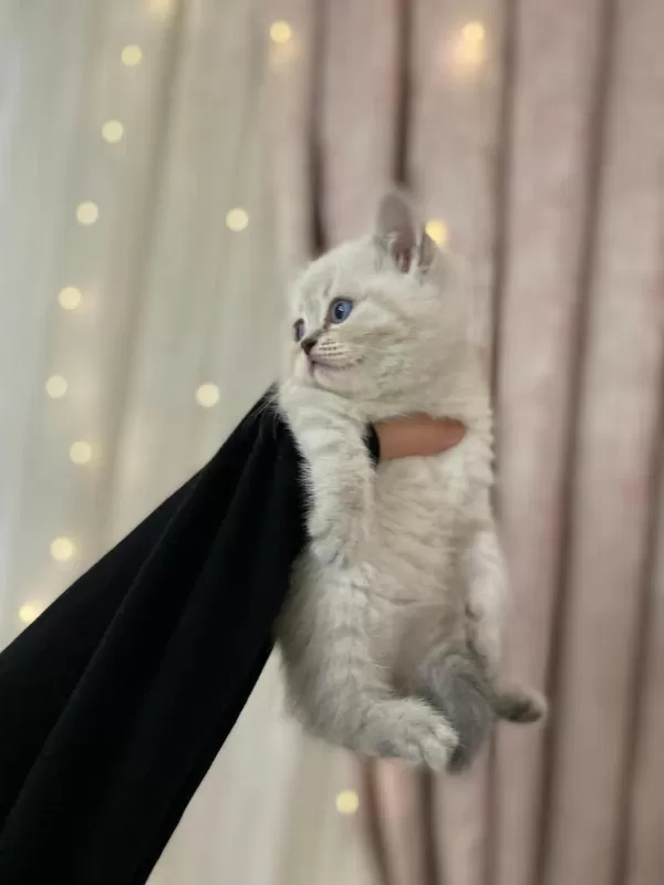 Güzel Bebek Kedilerim