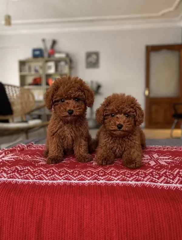 3 Aylık Ped Eğitimli Red Brown Poodle Yavrular