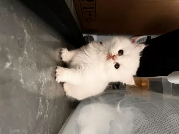 British Longhair Yavru