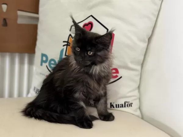 Sçr Belgeli Maine Coon Yavrularımızzı Canlı Görün