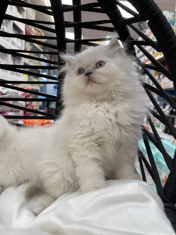 British Longhair Yavrular