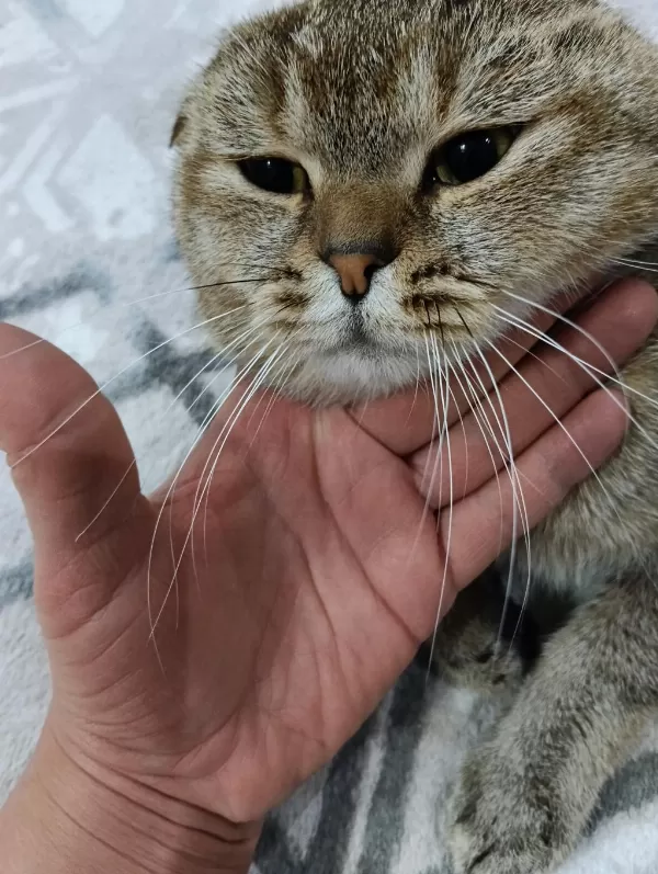 Ücretsiz 1.5 Yaşında British Silver Point Scottish Fold