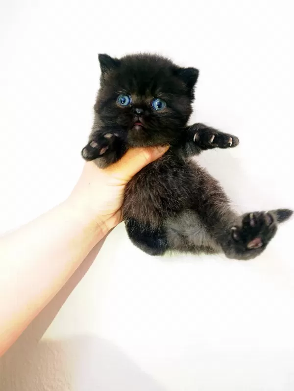 İran Persian Yavrular