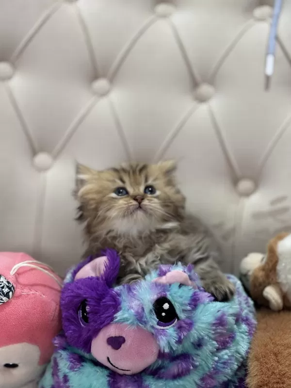 British Longhair Ve British Shorthair Çok Tatlı Bebekler