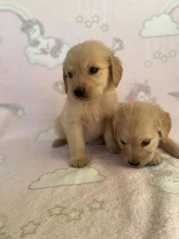 Golden Retriever Bebeklerim Yeni Yuvasını Arıyor