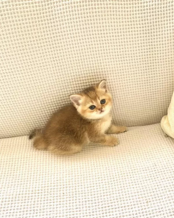 Golden Ny25 Altın Sarısı Zümrüt Gözlü British Shorthair