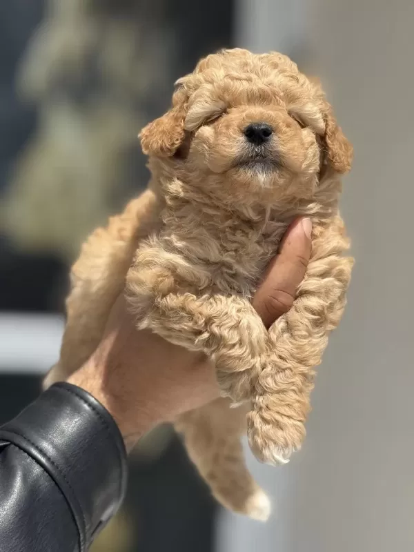Wc Eğitimli Maltipoo Yavrularımız Ziyarete Açık