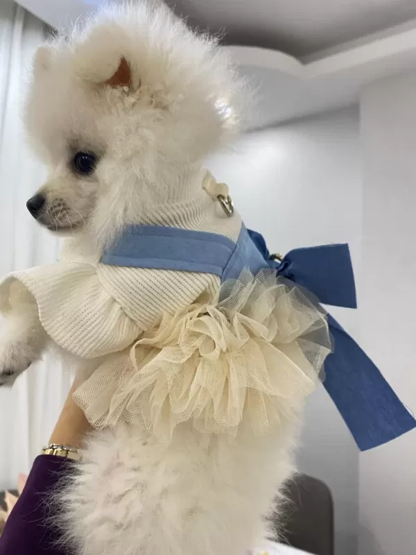 Pomeranian Yavru 7 Aylık