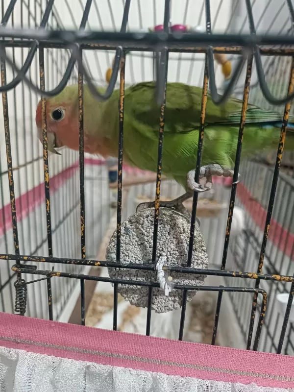 6 Aylık Erkek Sağlıklı Ve Oyuncu Sevda Papağanı